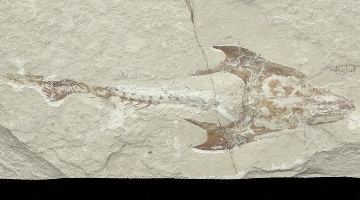 Fossil Crusher Fish (Coccodus) - Hjoula, Lebanon #70319